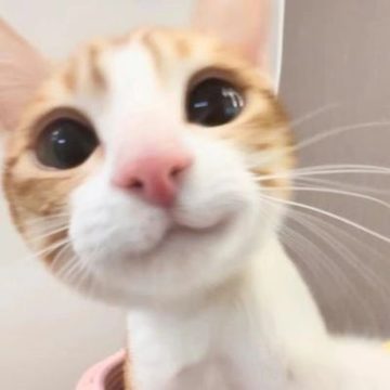 카메라를 올려다보는 고양이